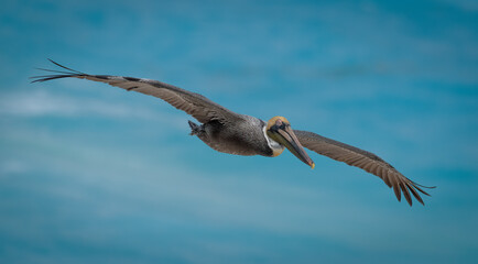 pelicans flying near the beach with ocean