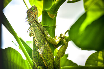 Una iguana mostrando lo bello de la naturaleza © enrique