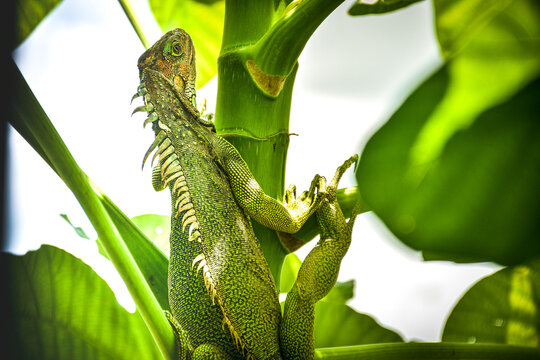 Una iguana mostrando lo bello de la naturaleza
