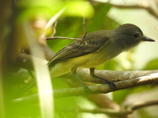robin on a branch