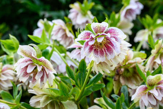 Pink and white double flowers of a hellebore blooming in a spring garden, as a nature background
