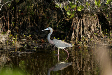tri color heron
