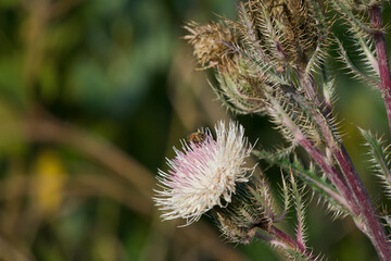 Landscape Wildlife Drive 