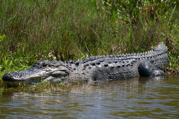 Alligator Sun Bathing