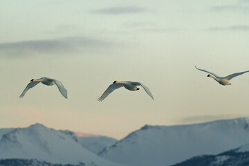 Fototapeta na wymiar Flock of white, arctic trumpeter swans flying across a northern Canadian spring time landscape in April on their way to breeding grounds at the Bering Sea. Large birds with mountain sunset background.