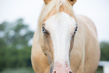 Palomino Quarter Horse with Blue eyes - obrazy, fototapety, plakaty