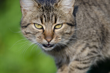 Selective focus shot of striped brown cat
