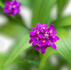 purple orchids, closeup view of flowers on a natural background, shot in shallow depth of field