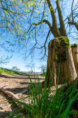 Fototapeta premium tree trunk in the forest at Buckow (Märkisch-Oderland, Brandenburg, Germany)