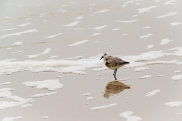 Sanderlings wading in the surf at dawn at Daytona Beach Florida.