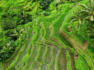 Beautiful rice terraces of Bali