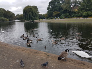ducks