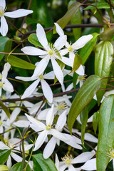 Creamy white flowers of winter blooming evergreen clematis, welcome to spring
