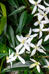 Creamy white flowers of winter blooming evergreen clematis, welcome to spring
