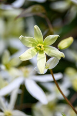 Creamy white flowers of winter blooming evergreen clematis, welcome to spring

