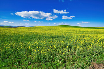 Fototapeta na wymiar Field with blooming rapeseed, yellow flowers, agricultural landscape, blue sky and white clouds .Bright Yellow rapeseed oil . field of flowering canola .