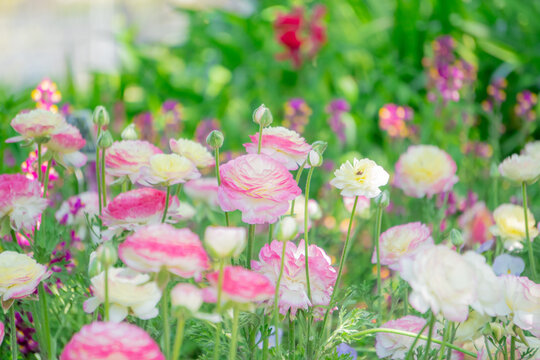 1 865 Best ラナンキュラス Images Stock Photos Vectors Adobe Stock 1 865 Best ラナンキュラス Images Stock Photos Vectors Adobe Stock