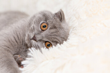 a lop-eared Scottish cat lying. An animal on a white background. fun for pets