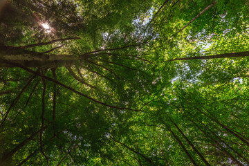 Annecy, Forêt du Semnoz