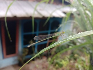 dragonfly on a branch