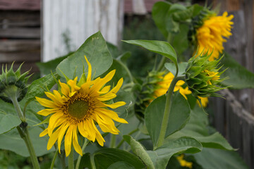 Sunflower flower and leaves close-up. quality photo
