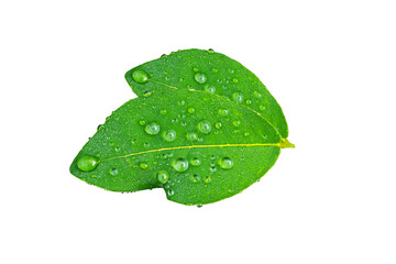 Fototapeta na wymiar many waterdrop on green leaf isolated.leaf and green herbs Thailand.