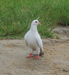 white dove on wet ground
