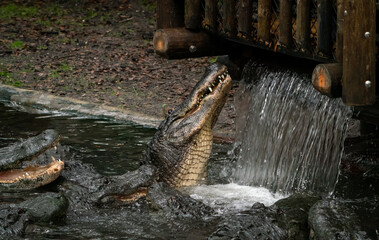 Large American Alligators feeding at gator farm in Florida.