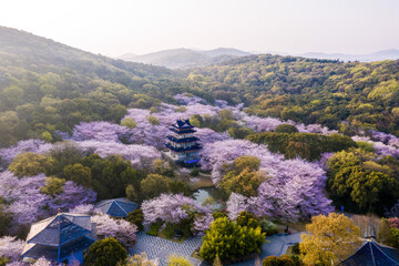 Aerial landscape of the spring cherry blossoms, in Wuxi Yuantouzhu, also named 