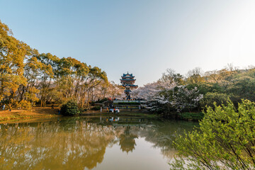 Landscape of the spring cherry blossoms, in Wuxi Yuantouzhu, also named "Turtle Head Isle" in English