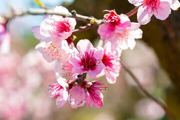 Obraz premium Close-up of beautiful peach tree flowers in spring. Delicate pink flowers on a branch in the garden