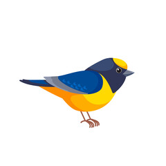Violaceous euphonia is a small passerine bird in the true finch family. Yellow throated Euphonia hirundinacea. Cartoon flat vector illustration isolated on white background