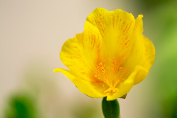 yellow flower closeup.
