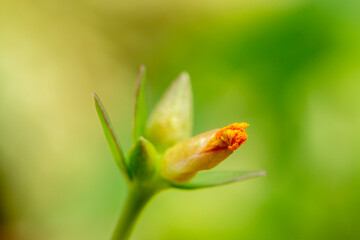Fototapeta na wymiar macro shot of yellow flower bud.