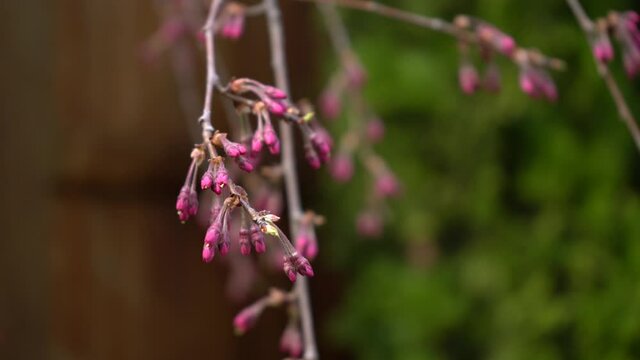 Japanese Weeping Cherry Blossom Tree Budding in Spring