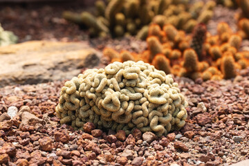 Closeup image of Brain Cactus or Mammillaria Elongata Cristata in botanic garden