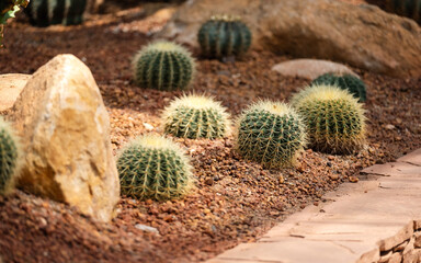 Closeup image of Golden Barrel Cactus or Echinocactus grusonii in botanic garden