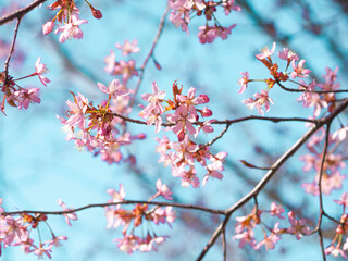 Flowering branches of cherry tree with clear blue sky on a background, sunny day in May in helsinki, Finland, closeup with selective focus