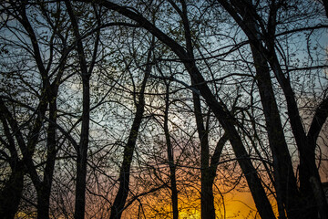 Trees Silhouetted by the Sunset