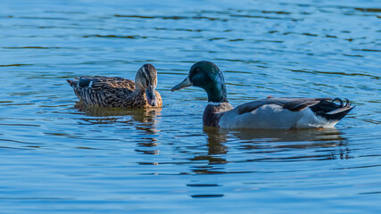 Mallard ducks in the water
