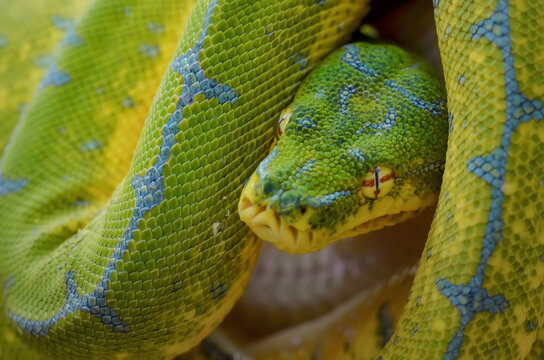 Chondro Python  Tree Snake Python