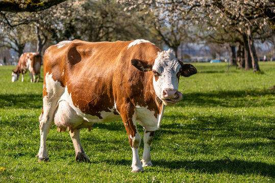 pregnant cow grazing in a field