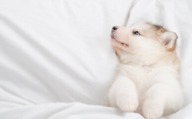 Cute Alaskan malamute puppy lying on it back under white blanket at home and looks away on empty...