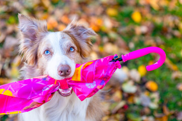 Border collie dog holds an umbrella at autumn park