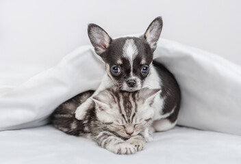 Chihuahua puppy and tabby kitten sleep together under white warm blanket on a bed at home