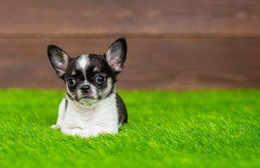 Tiny Chihuahua  puppy lying on green summer grass and looks at camera. Empty space for text