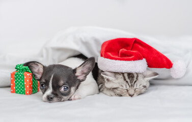Chihuahua puppy and kitten wearing red santa hat sleep together with gift box on a bed at home