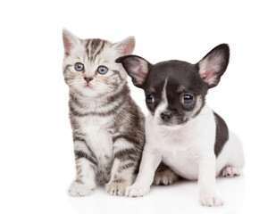 Tiny chihuahua puppy and tabby kitten sit together. isolated on white background
