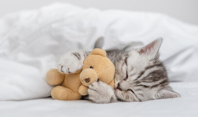Cozy kitten sleeping with toy bear on a bed under white warm blanket at home