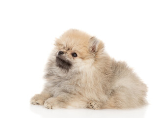 Pomeranian spitz lying in side view and looking away and up. Isolated on white background
